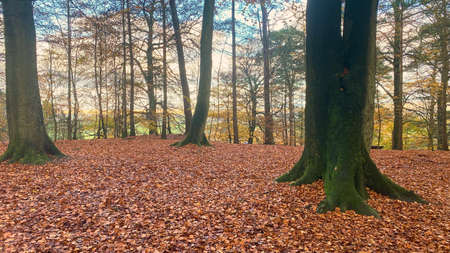 Red yellow leaves in the hill in the autumnの写真素材
