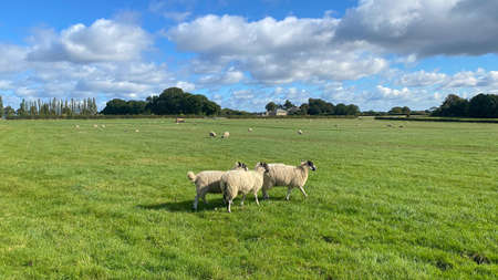 Sheep walking in the green farm under the sunshineの写真素材