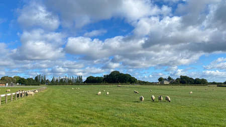 Sheep walking in the green farm under the sunshineの写真素材