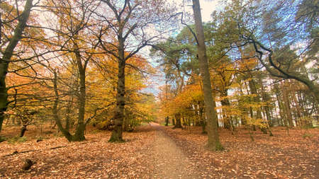 Red yellow leaves in the hill in the autumnの写真素材