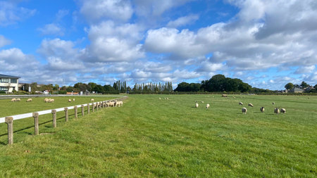 Sheep walking in the green farm under the sunshineの写真素材