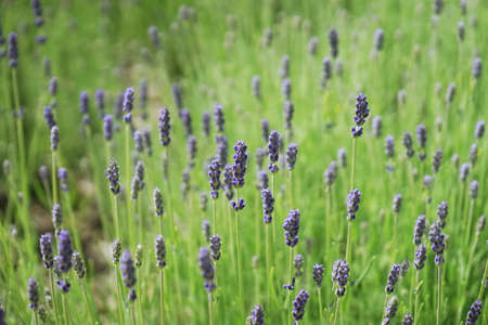 lavender closeup with green leaves backgroundの写真素材