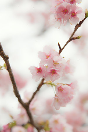 Japan cherry blossom, sakura flowers in sky backgroundの写真素材
