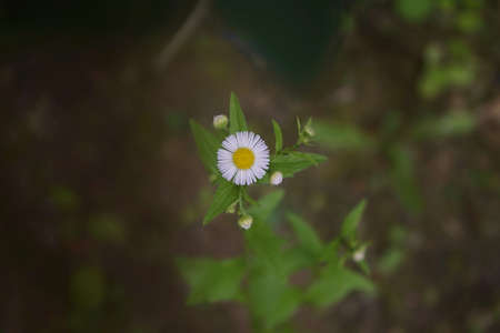 Little white flowers with green leaves