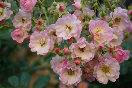 Little colourful flowers with green leavesの写真素材