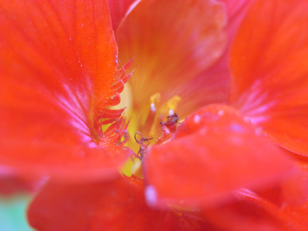A close up of flowerの写真素材