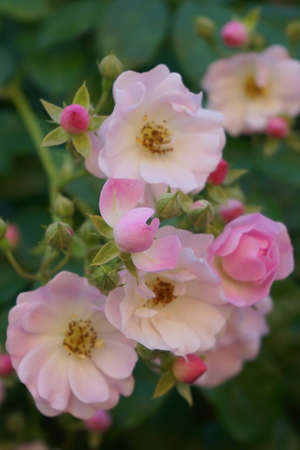 Little flowers with green leavesの写真素材
