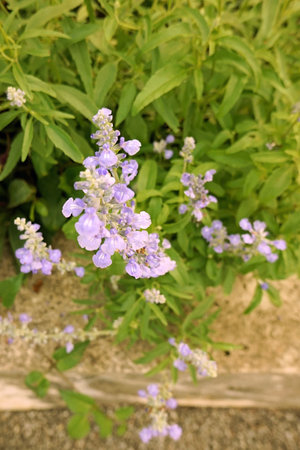 Little colourful flowers with green leavesの写真素材