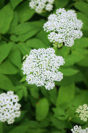 Little white flowers with green leavesの写真素材