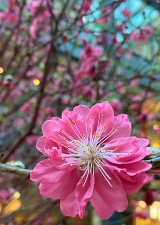 Little pink flowers with green leavesの写真素材