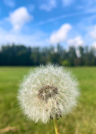 Dandelion in a beautiful green backgroundの写真素材