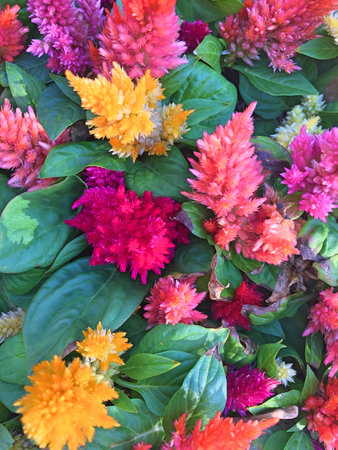 Little flowers in close up viewの写真素材