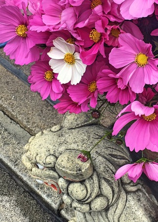 Pink flower with the japanese stone lionの写真素材
