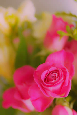 Beautiful flower in a blur backgroundの写真素材