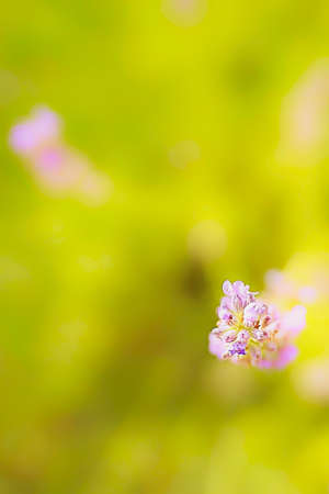 Beautiful flower in a blur backgroundの写真素材