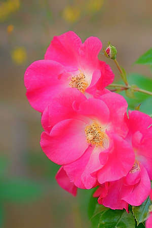Beautiful flower in a blur backgroundの写真素材