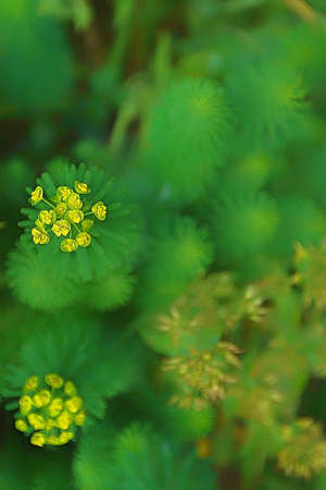 Beautiful flower in a blur backgroundの写真素材
