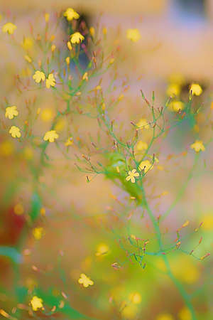 Beautiful flower in a blur backgroundの写真素材