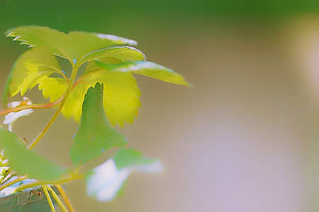 Beautiful flower in a blur backgroundの写真素材