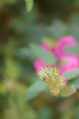 Beautiful flower in a blur backgroundの写真素材