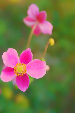 Beautiful flower in a blur backgroundの写真素材