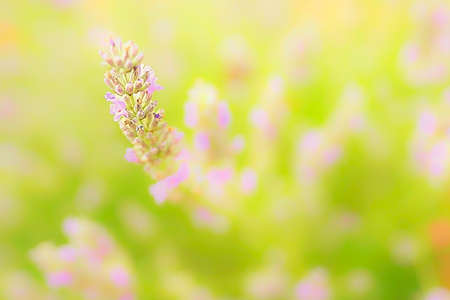 Beautiful flower in a blur backgroundの写真素材