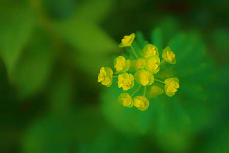 Beautiful flower in a blur backgroundの写真素材