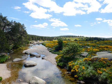 The river Tarn and moor with blooming brooms at Mont Lozere in Cevennes mountains, Franceの写真素材