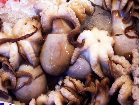octopus    