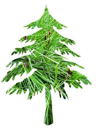 isolated christmas tree illustration  の写真素材