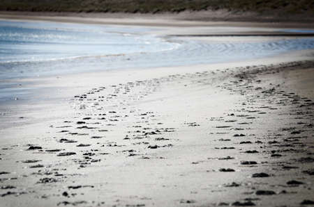 Human and dog footsteps in the beach sandの写真素材