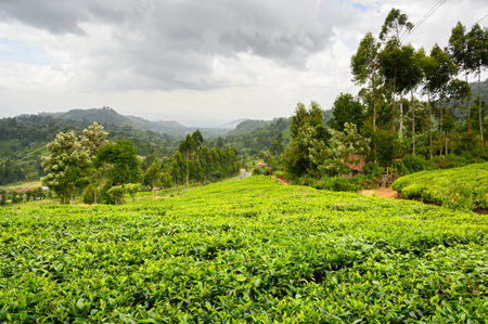 Tea plantations with mountains in the background, Kenyaの写真素材