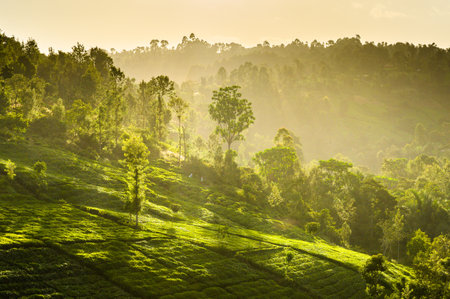 Beautiful tea plantations with tropical trees in sunset close to Meru town, Kenyaの写真素材