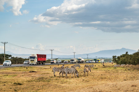 Main road in Kenya full of cars and trucks with a herd of zebras standing just next to itの写真素材