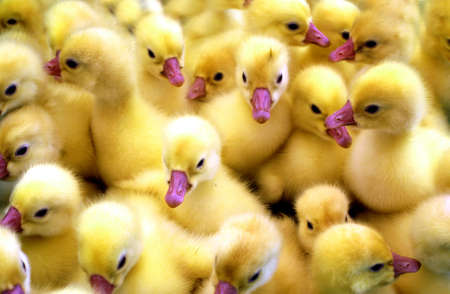 the duck-cultivated a bird us grown up in an economy for reception nutritious meat の写真素材
