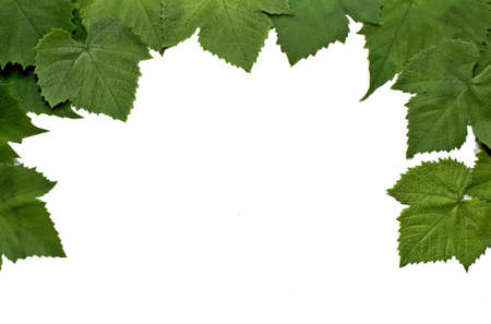 green decor from grape leaves in white.の写真素材