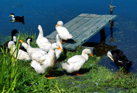 flight of ducks on the bank of a reservoir.の写真素材