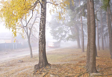 autumn foggy morning on an edge wood.の写真素材