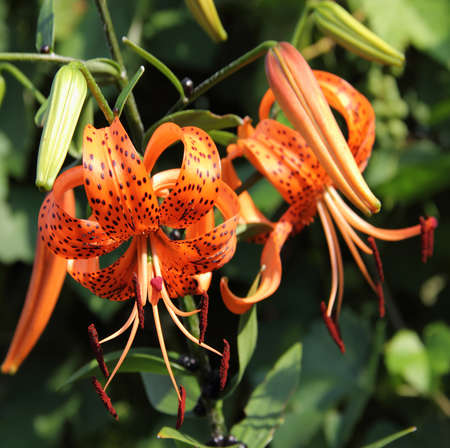 flowers of a     Far East lily in a morning garden の写真素材