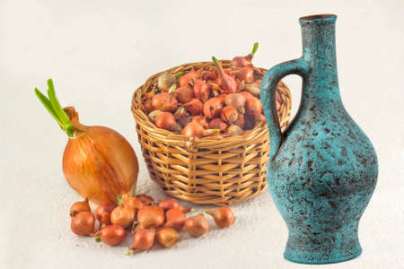 small onion selected for planting.の写真素材