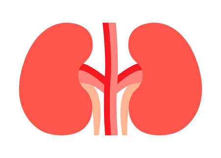 Kidneys pair organ with ureter. Kidney healthcare, urology and nephrology. Vector