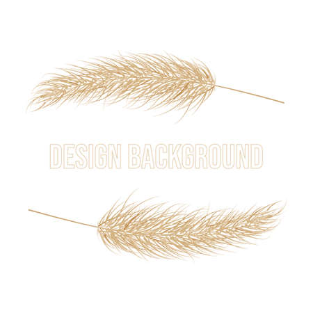 Pampas dry grass frame. Branch of pampas grass. Panicle, feather flower head. Vector illustrationのイラスト素材