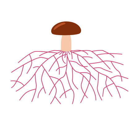 Mushroom life, growth mycelium from spore. Spore germination, mycelial expansion and formation hyphal knot. Vector illustrationのイラスト素材