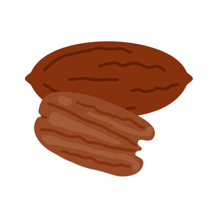 Pecan full open peeled nut and in shell. Healthy food harvesting. natural pecan walnut food. Vectorのイラスト素材