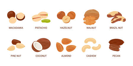 Nuts set. Macadamia, pistachio, hazelnut, walnut, brazil nut, cedar pine nut, coconut, almond cashew pecan Vector illustration in cartoon flatのイラスト素材