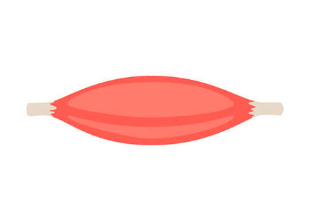 Red muscle, fiber part body human. Skeletal muscle, inside tissue. vectorのイラスト素材