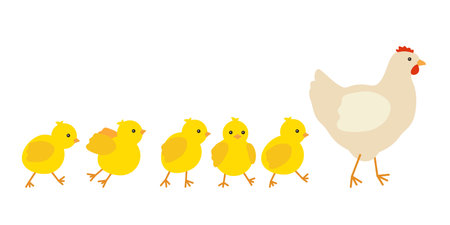Chicken family, hen mother leading row her yellow baby chicks. Chicken with brood, symbol easter. Family of domestic fowl, poultry birds. Vectorのイラスト素材