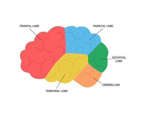Lobes of brain human side view, medical anatomy. Different areas of brain, frontal, parietal, occipital, temporal lobe and cerebellum. Cerebrum health. Vector illustrationのイラスト素材