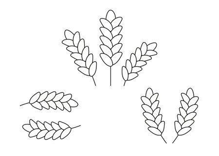 Wheat grain ear, nature set, line icon. Linear sketch of wheat, barley, oat ear and grain. Outline spica plant for agriculture, cereal products, bakery. Vectorのイラスト素材