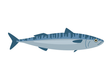 Mackerel, scomber seafood and underwater animal. Water delicacy, gourmet. Fishing. Vector illustration isolated on white backgroundのイラスト素材